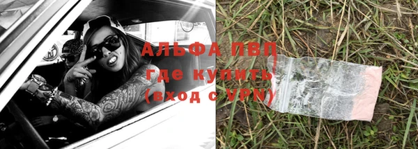 прущие грибы Гусиноозёрск
